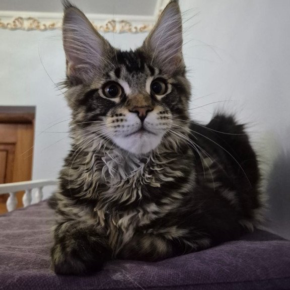Maine Coon EZ Kaiser