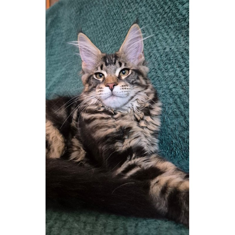 Maine Coon EZ Kaiser
