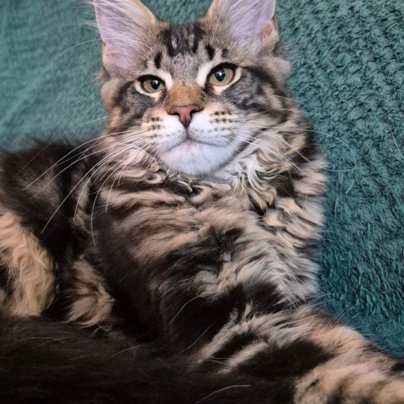 Maine Coon EZ Kaiser