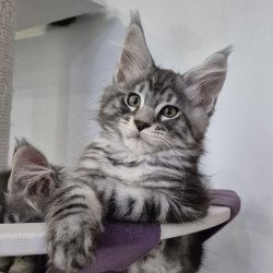 Maine Coon EZ Kohinoor