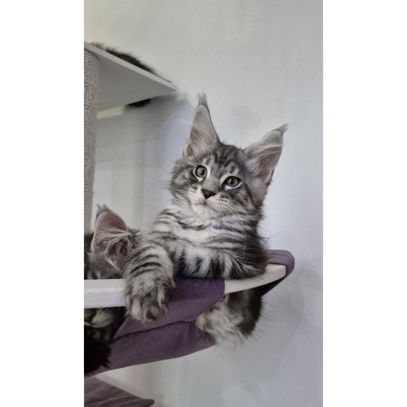 Maine Coon EZ Kohinoor