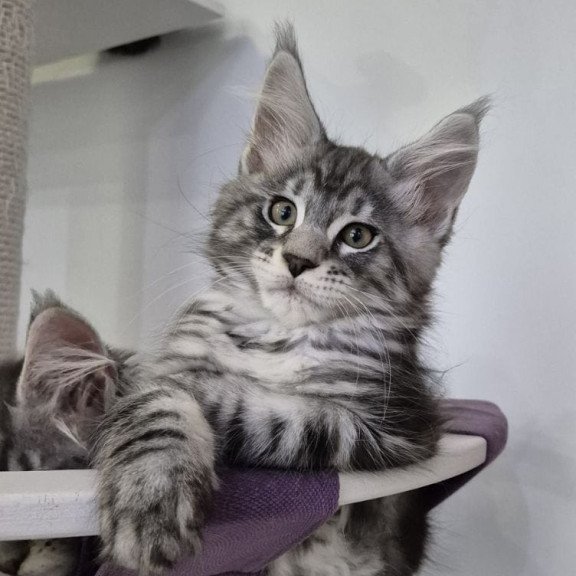 Maine Coon EZ Kohinoor