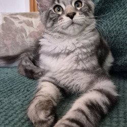 Maine Coon EZ Kohinoor