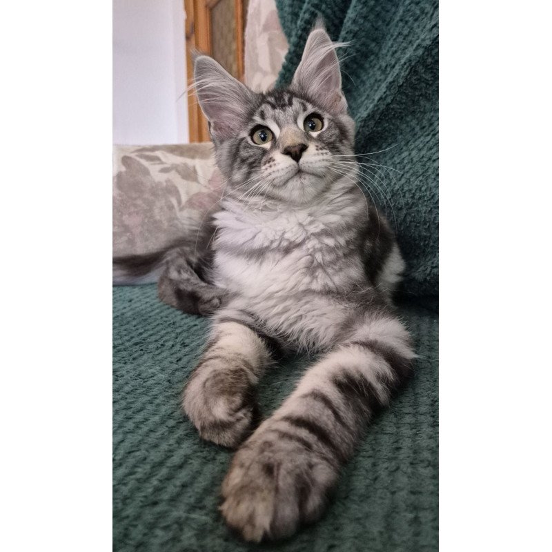 Maine Coon EZ Kohinoor