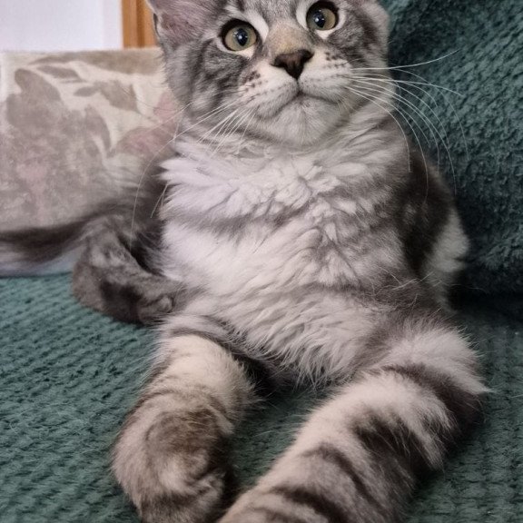 Maine Coon EZ Kohinoor