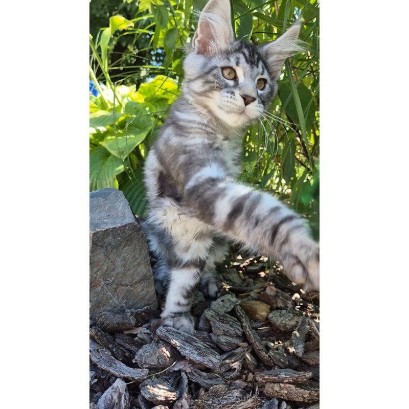 Maine Coon EZ Kohinoor