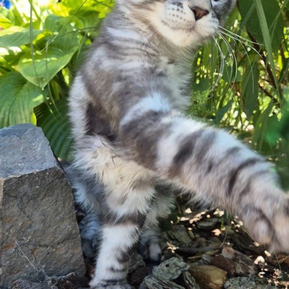 Maine Coon EZ Kohinoor