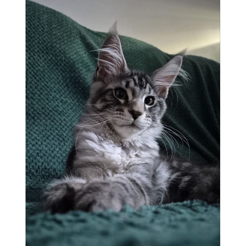 Maine Coon EZ Kohinoor