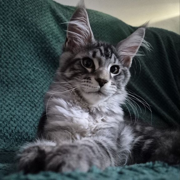 Maine Coon EZ Kohinoor