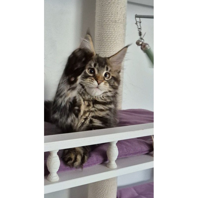 Maine Coon EZ Kaisaria