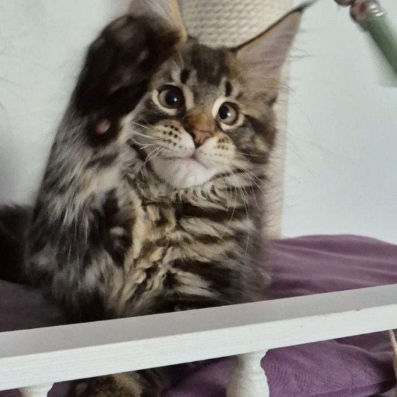 Maine Coon EZ Kaisaria