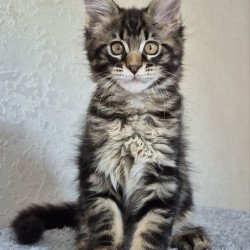 Maine Coon EZ Kaisaria