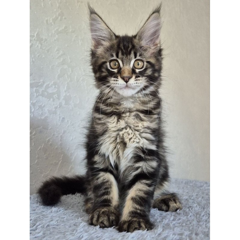 Maine Coon EZ Kaisaria