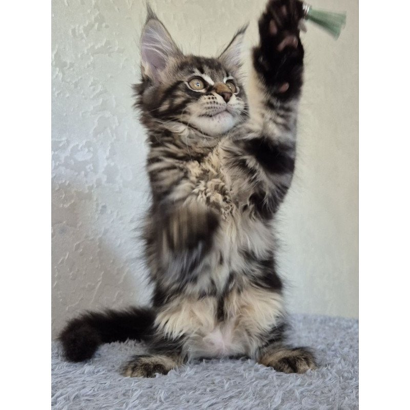 Maine Coon EZ Kaisaria