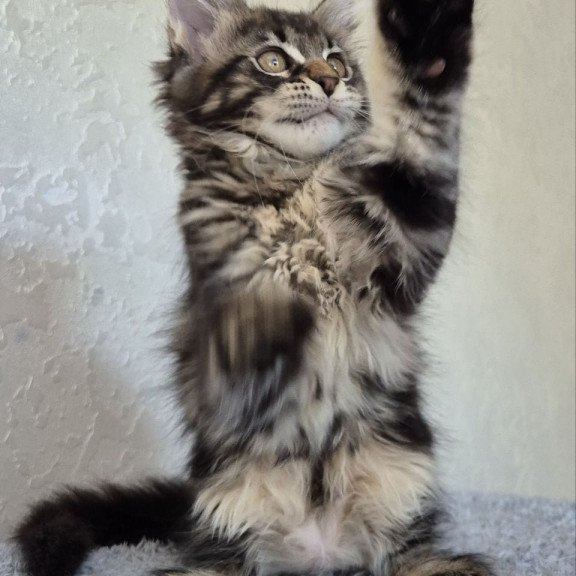 Maine Coon EZ Kaisaria