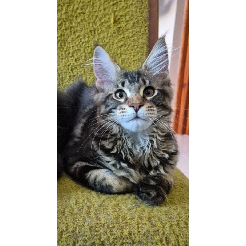 Maine Coon EZ Kaisaria
