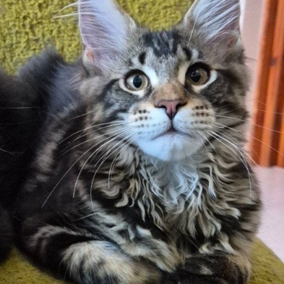 Maine Coon EZ Kaisaria