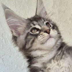 Maine Coon EZ Karate