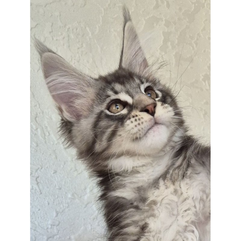 Maine Coon EZ Karate