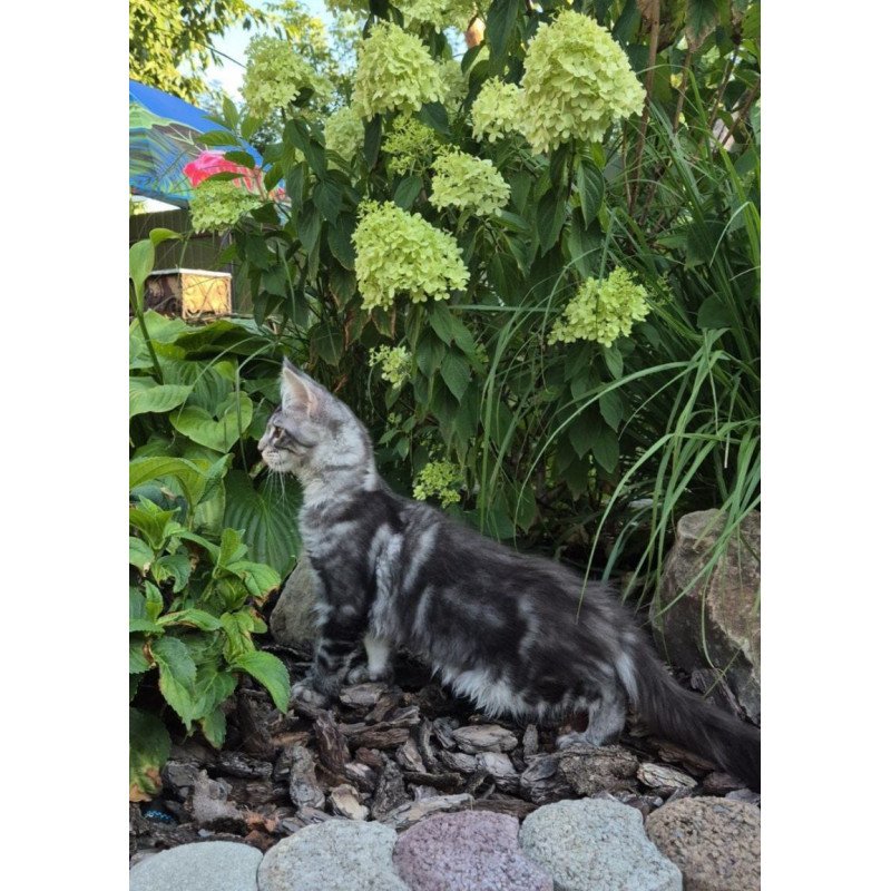 Maine Coon EZ Karate