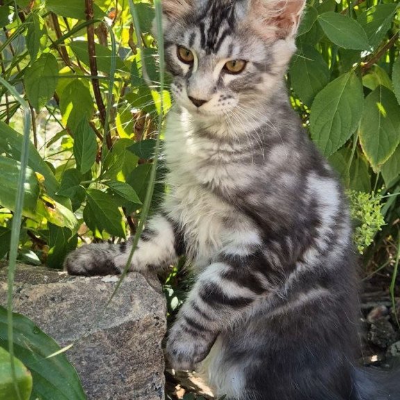 Maine Coon EZ Karate