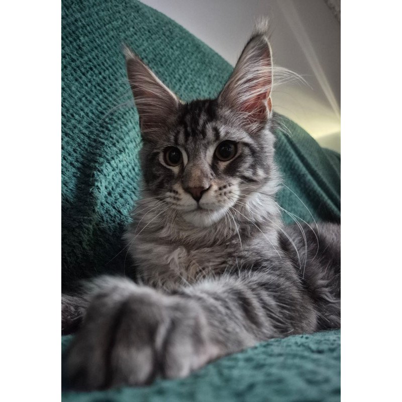 Maine Coon EZ Karate