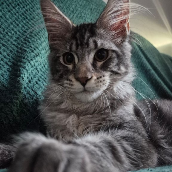 Maine Coon EZ Karate