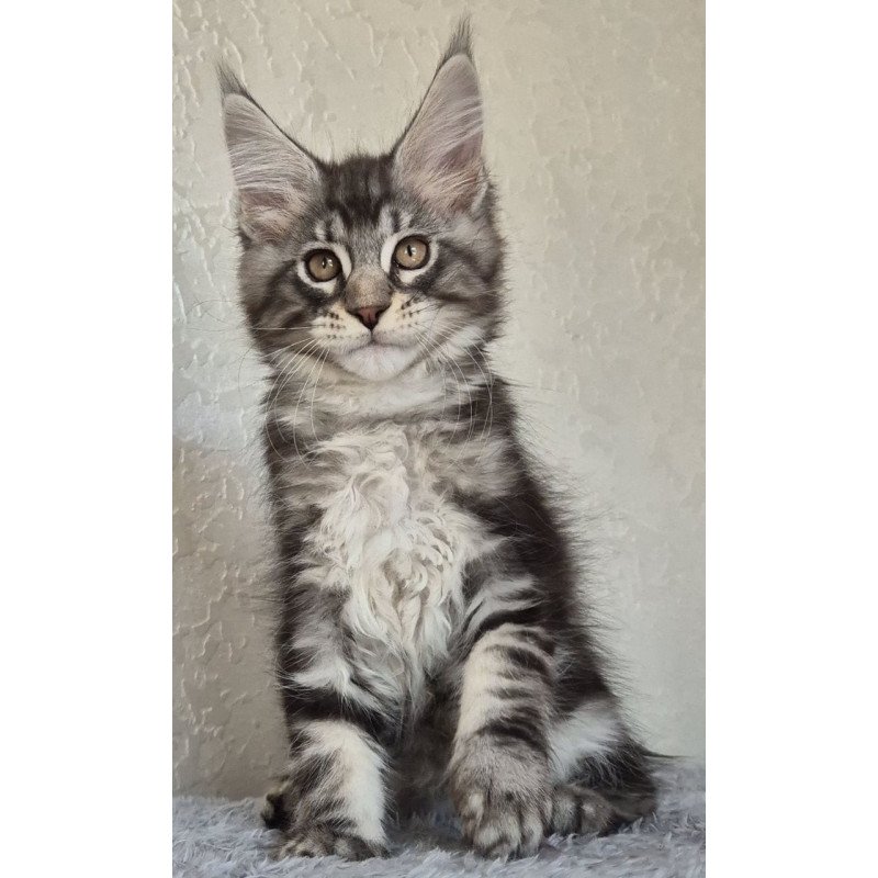 Maine Coon EZ Karate