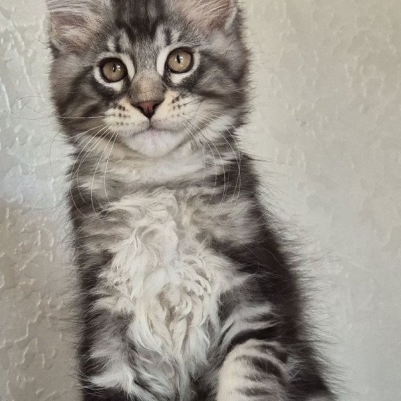 Maine Coon EZ Karate