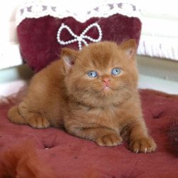 British Redmy