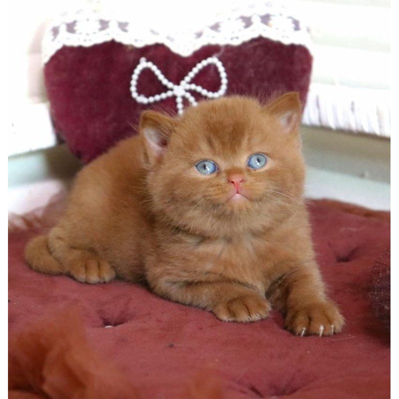 British Redmy