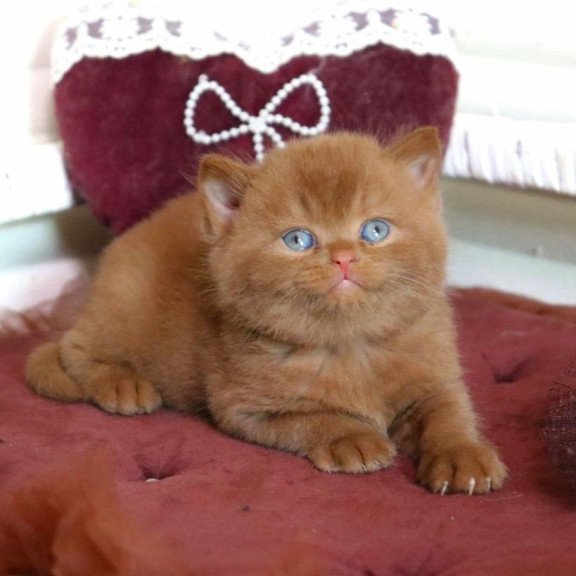 British Redmy