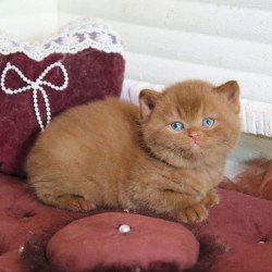 British Redmy