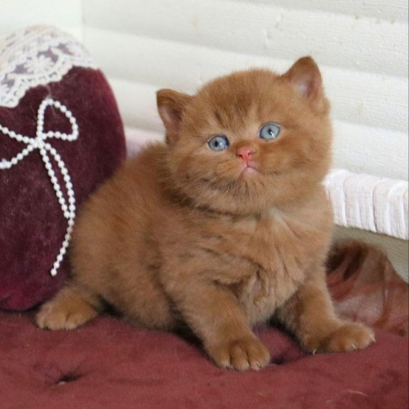 British Redmy