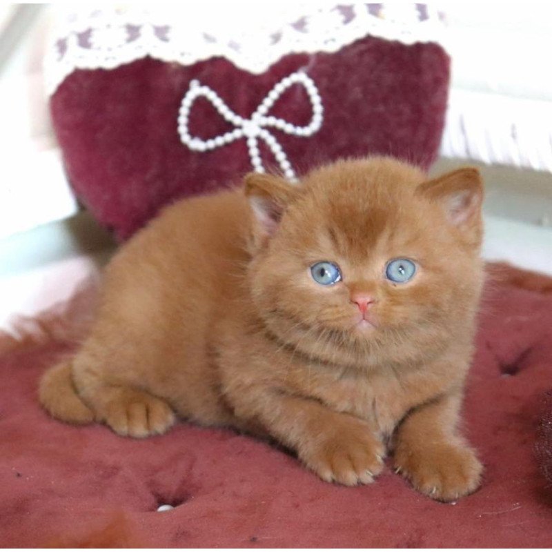 British Redmy