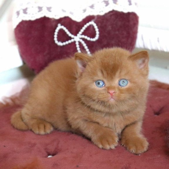 British Redmy