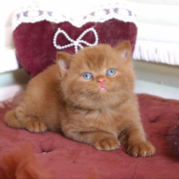 British Redmy