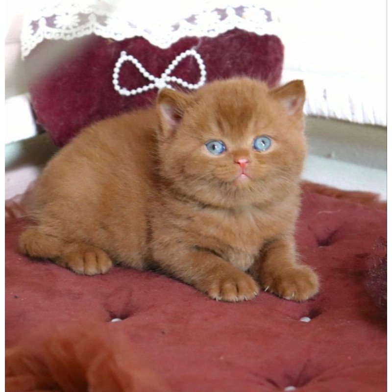 British Redmy