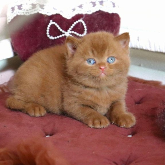 British Redmy