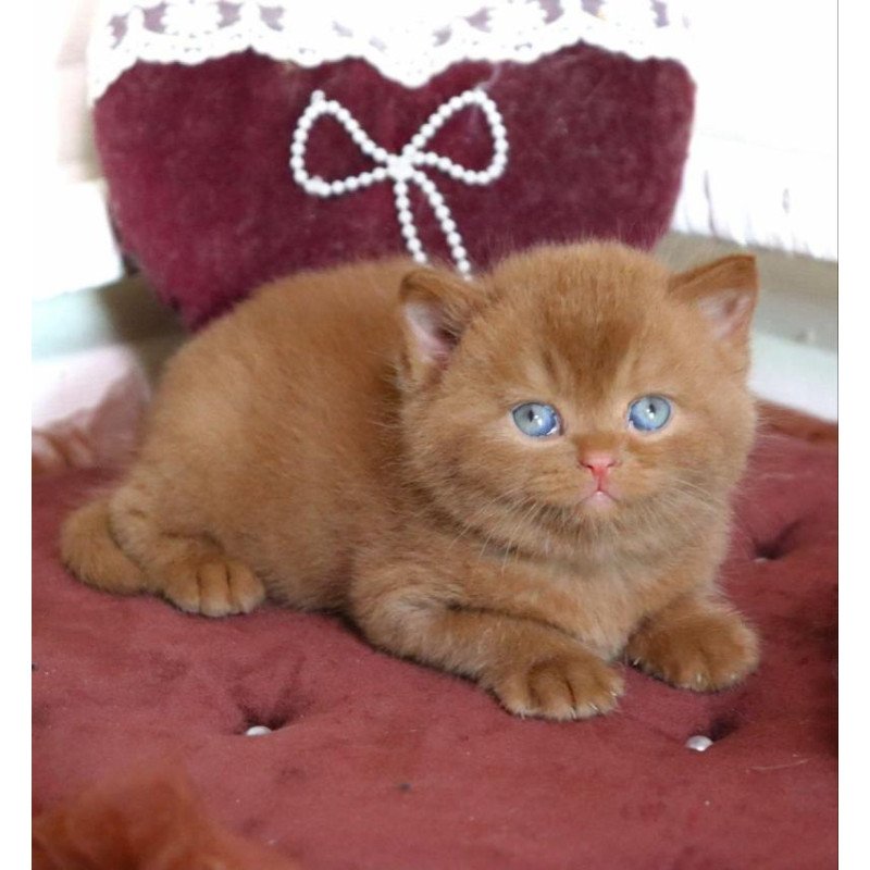 British Redmy