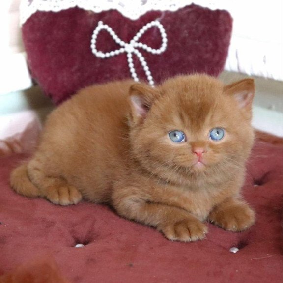 British Redmy