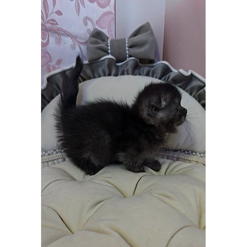 Munchkin Ava
