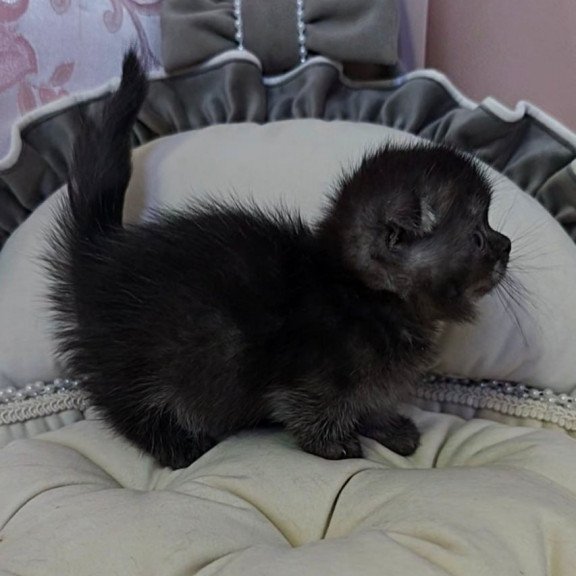 Munchkin Ava