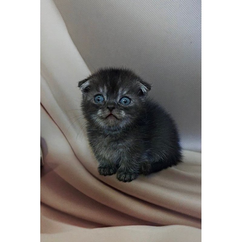 Munchkin Ava