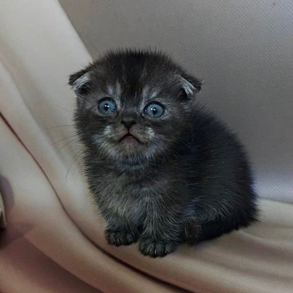 Munchkin Ava