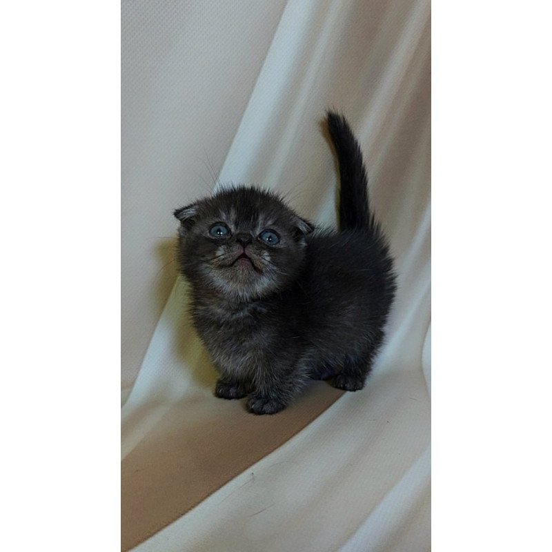 Munchkin Ava