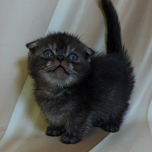 Munchkin Ava