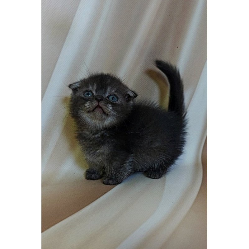 Munchkin Ava