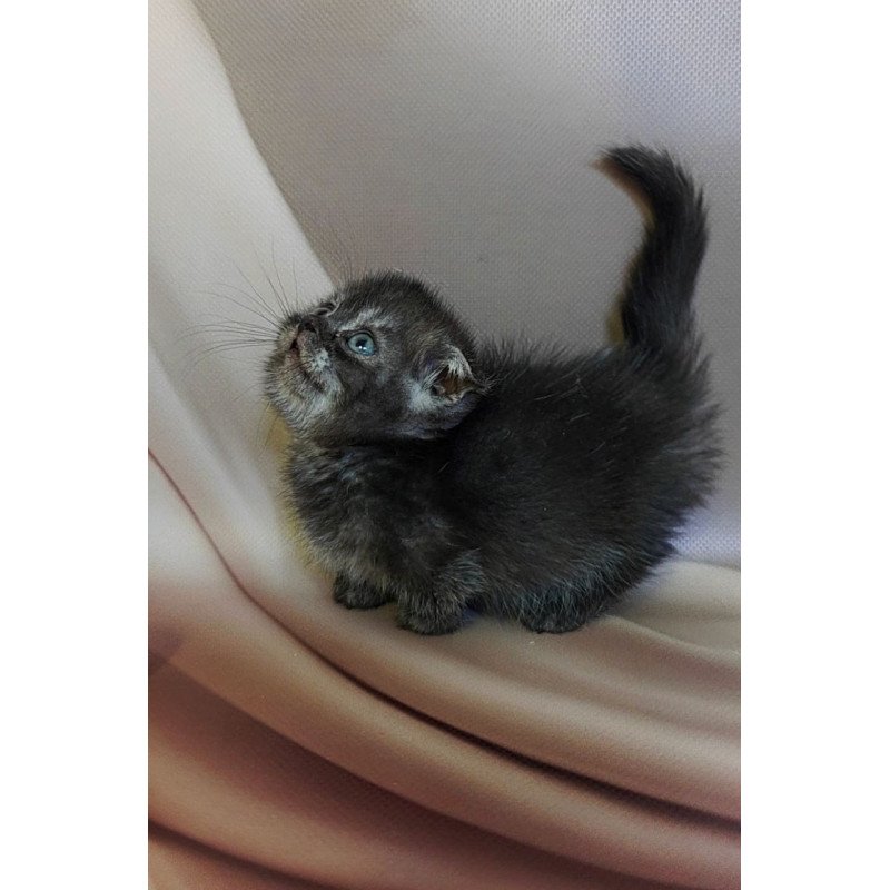 Munchkin Ava