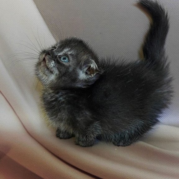 Munchkin Ava